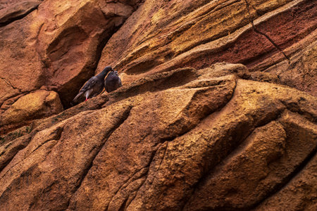 Two gray pigeons are sitting on a brown rock.Two gray pigeons on limestone mountains.Love...