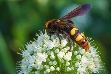 Scola lat. Megascolia maculata lat. Scolia maculata is a species of large wasps from the family of...