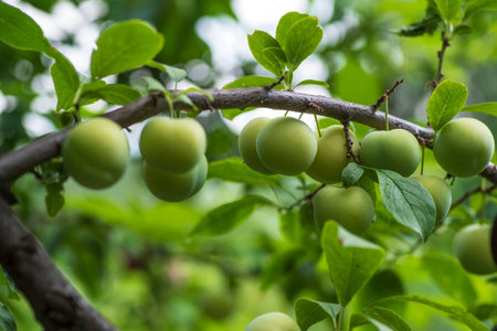 Green cherry plum closeup.Cherry plum on a branch in the garden.Fruit garden with lots of large,...