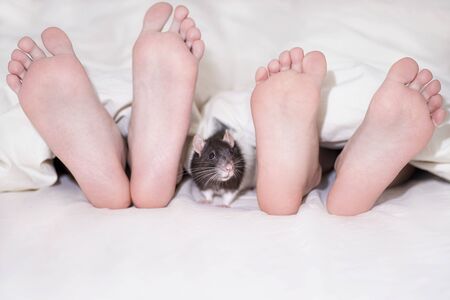 Two kids feet peeking out from under the blanket, a gray decorative rat peeps between baby feet.Year of the rat, children play with the decorative gray rat animal.の写真素材