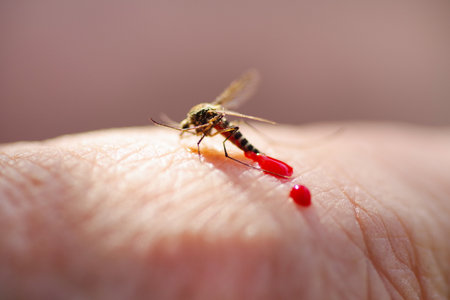 A mosquito with drops of blood and a full belly. Mosquito drunk with blood on his hand.の写真素材