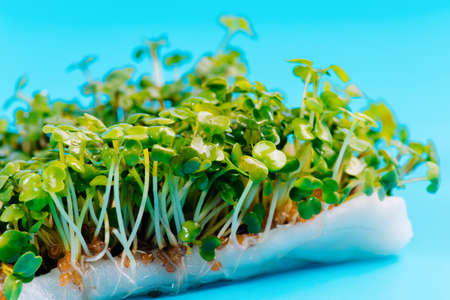 Microgreens. healthy salad. Eating right. Healthy eating concept of fresh garden produce organically grown as a symbol of health and vitamins from nature.Assortment of micro greens.Close-up.の写真素材