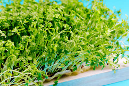 Planting microgreens.の写真素材