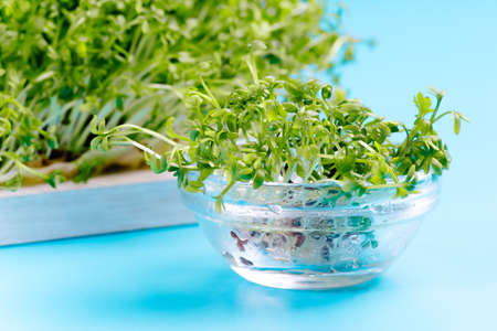 Fresh microgreens for salad in a bowl. Planting microgreens. Germination of seeds at home.Vegan and healthy eating concept.Closeup organic microgreen of watercress.の写真素材