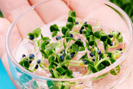Close-up.Woman taking care of microgreen.Microgreen sprouts quality control in Sanitary and epidemiological control laboratory.の写真素材