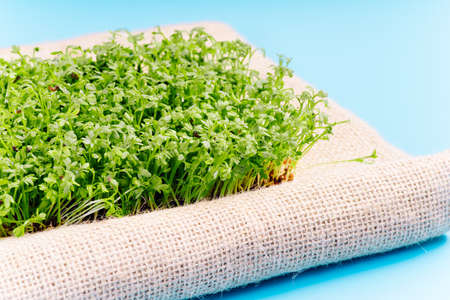 Planting microgreens. Microgreen sprouts raw sprouts, healthy eating concept. Young microgreen sprouts.fresh microgreen on sackcloth. Vegan and healthy superfood.の写真素材
