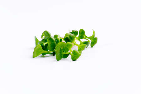 Vegan and healthy superfood.Young sprout microgreen on white background. Growing microgreen sprouts close up view.の写真素材