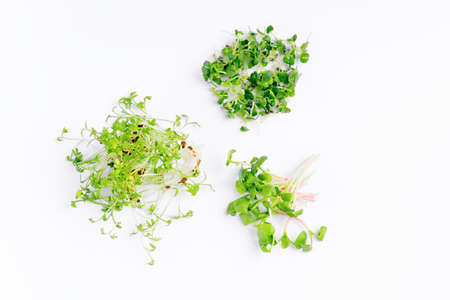 Planting microgreens. Microgreen sprouts raw sprouts, healthy eating concept. Young microgreen sprouts.の写真素材