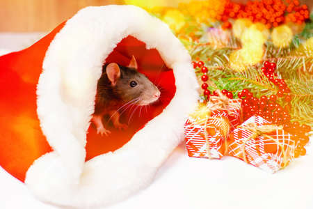 Cute little white rat, mouse with gift box.White Decorative rat dumbo inside red gift box .New Year concept. Cute white domestic rat in a New Year decor.の写真素材