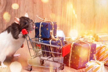 Cute little white rat, mouse with gift box.White Decorative rat dumbo inside red gift box .New Year concept. Cute white domestic rat in a New Year decor.の写真素材