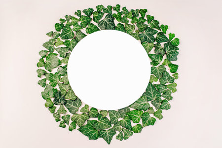 copyspace. fresh bay leaves. Top view.Frame from green leaves on a white background. Flat lay pattern.の写真素材