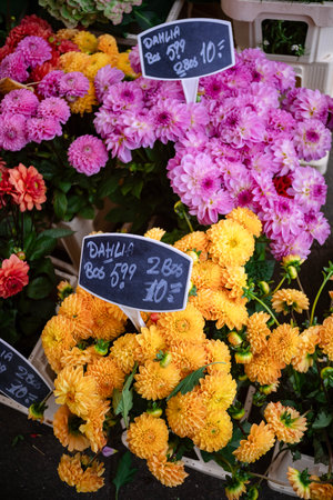 Assorted dahlias with price signs at a flower market