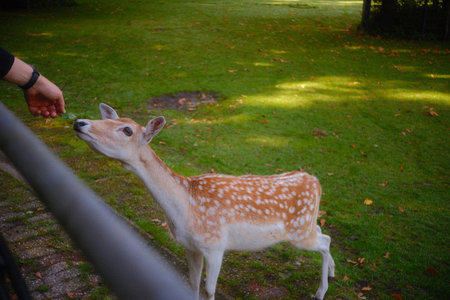 Curious fawn being hand-fed in a wildlife parkの写真素材