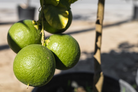 Fruits of a green grapefruit on a branch close-up. copyspace.の写真素材