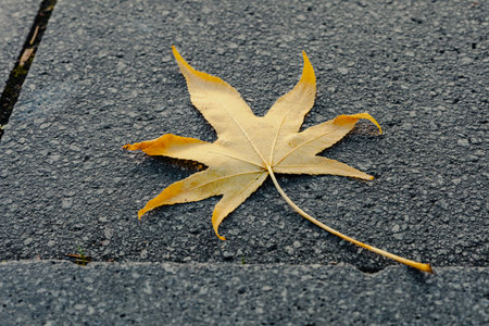 Close-up of a yellow autumn leaf on a city sidewalk. selective focus.