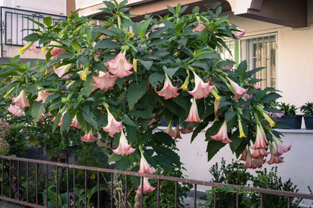 A tall beautiful Datura flower in the front garden in front of the house. close-up.の写真素材