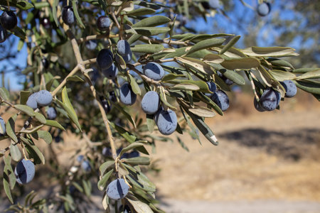 Close-up of ripe olives on a tree branch.の写真素材