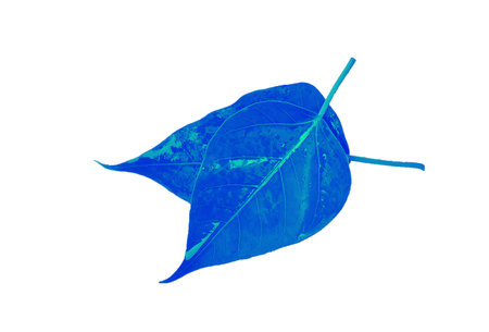 Blue leaf isolated on white background. Realistic vector illustration for design.の写真素材