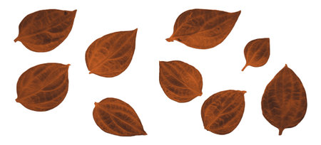 Autumn leaves isolated on white background. Realistic vector illustration.の写真素材