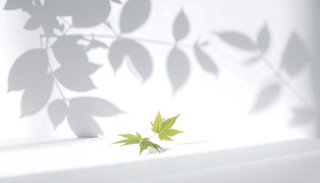 Green maple leaf on white windowsill with shadow overlay. Copy spaceの素材
