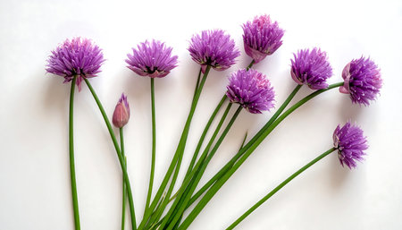 Chives flowers isolated on white background. Top view. Flat lay.の素材