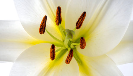Close up of a white lily on a white background. Macroの素材
