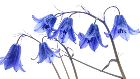 Bluebells isolated on white background. Spring flowers. Studio shot.の素材