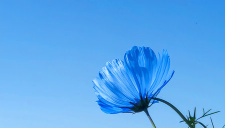 Blue cosmos flower with blue sky background. (Cosmos Bipinnatus)の素材
