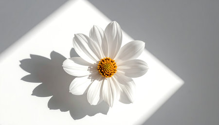 White cosmos flower on white background with shadow from sunlight. Top view.の素材