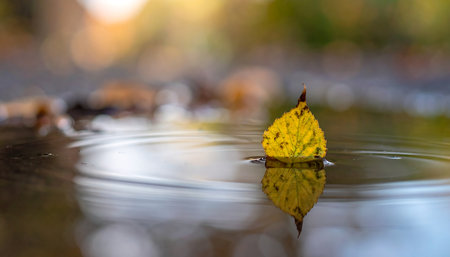 Autumn leaf on the water in the forest. Selective focusの素材