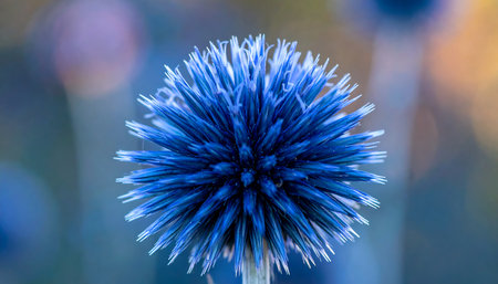 Close up of a blue flower on a blurred background. Macro.の素材
