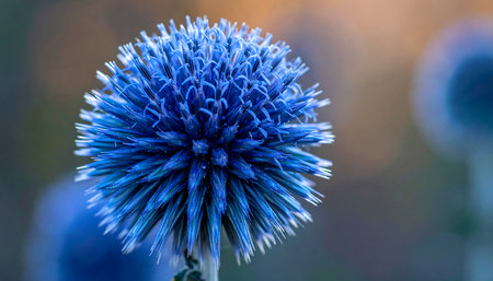 close up of blue thistle flower in the garden with soft focusの素材