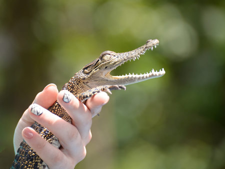 small crocodile in female hands