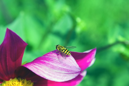 fly like a wasp sitting on a flowerの写真素材
