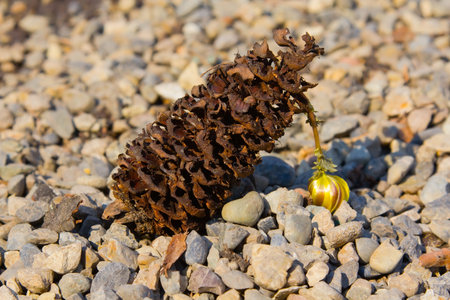 fallen fir-cone on the ground covered with pebbles