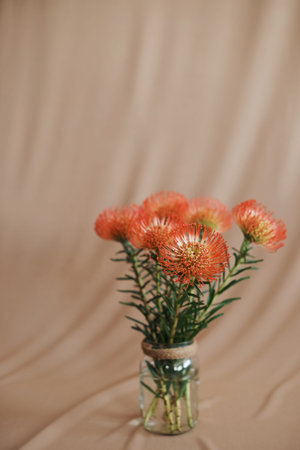 Studio shot of a protea against a beige background