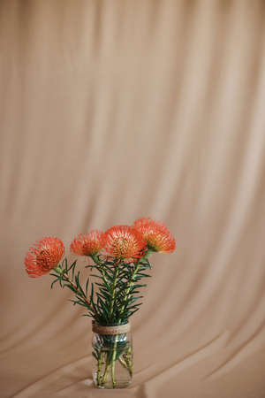 Studio shot of a protea against a beige backgroundの写真素材