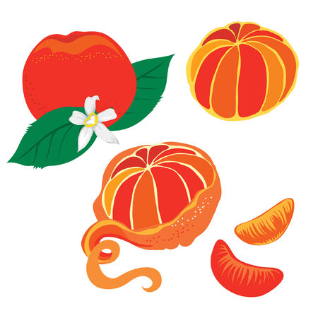 Illustration of mandarin with leafs のイラスト素材