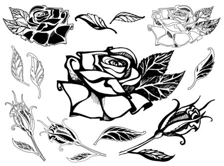 Set of vector floral design elements, freehand drawing - flowers and leafsのイラスト素材