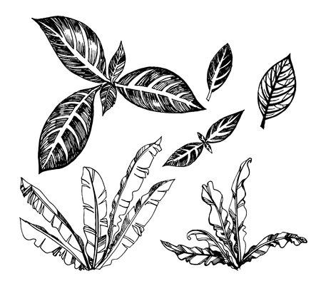 Set of vector illustration of topical palms, exotic leaves.のイラスト素材