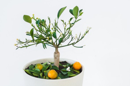 orange tree in a white pot on a white background minimalismの写真素材