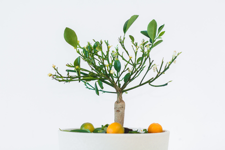 orange tree in a white pot on a white background minimalismの写真素材