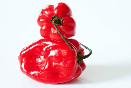 Two spicy red habaneros against a white backgroundの写真素材