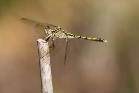 Dragonflyの写真素材