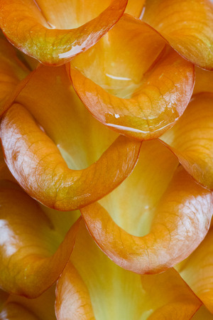 Ginger curcuma flowerの写真素材