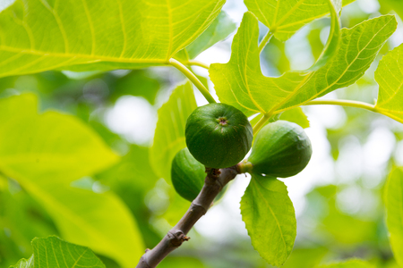 branch with figs in andalusia, spainの写真素材