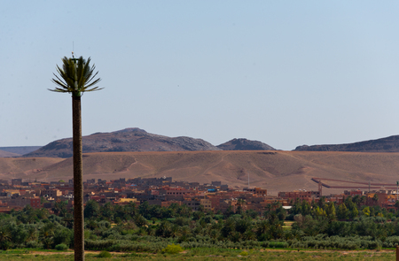 cellphone broadcasting tower disguised as palm tree, moroccoの写真素材