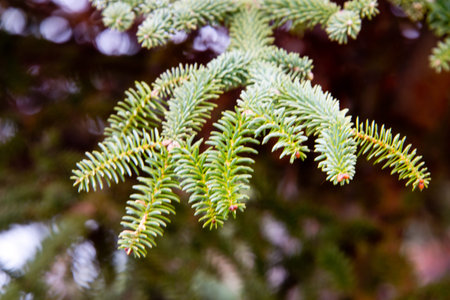 branch of spanish fir with radial leafs, ronda, andalusia