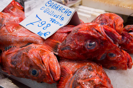 Red scorpionfish on market stall in Cadiz, Andalusia, Spain