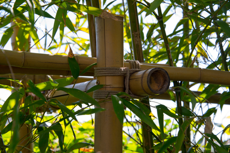 bamboo thicket, shoots, leafs and fenceの写真素材